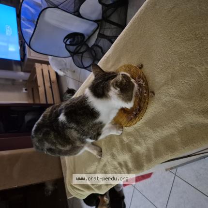 Foto 1/1 Igor Chat perdido en Louhans