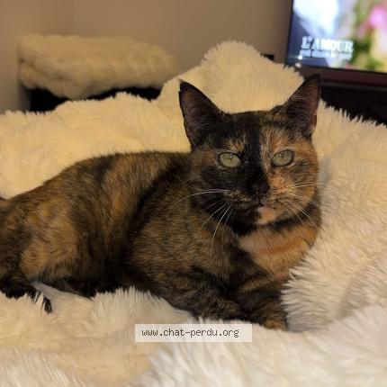 Foto 1/1 Kelly Chat perdido en Lecousse