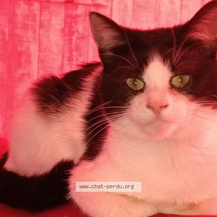 Foto 1/1 Le chat Chat perdido en Mezire