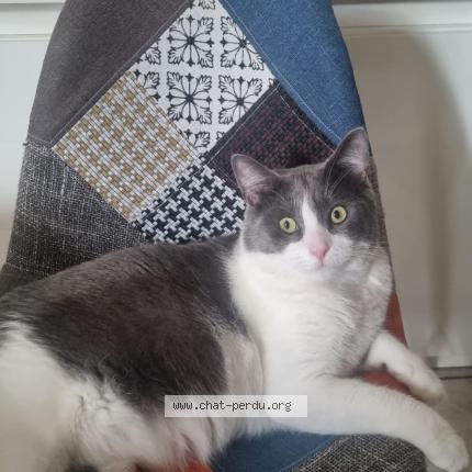 Foto 1/1 Yuki Chat perdido en Gerzat