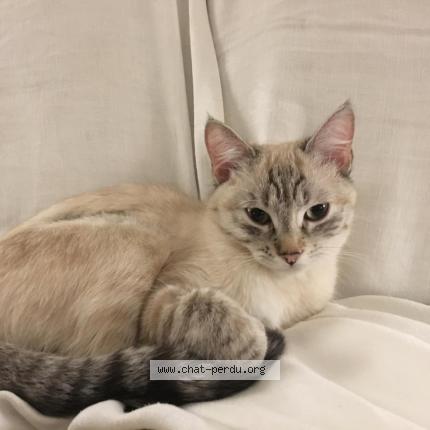 Foto 1/1 Nausicaa Chat perdido en Toulouse