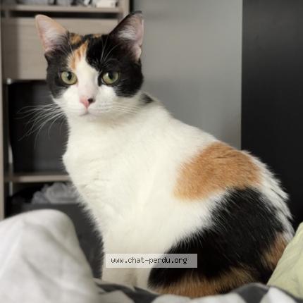 Foto 1/1 Moon Chat perdido en Amiens