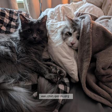 Foto 1/1 Raven Chat perdido en St hubert