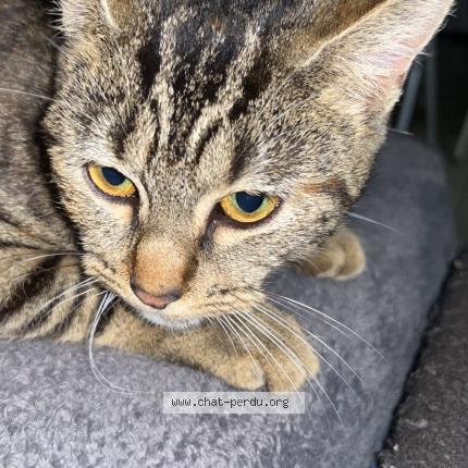 Foto 1/1 Tiny Chat perdido en Cadillac en fronsadais