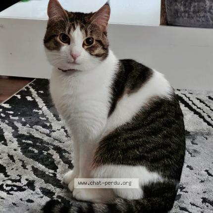 Foto 1/1 SULTAN Chat perdido en Richwiller