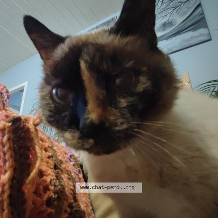 Foto 1/1 Gato encontrado Encontrado en Pierrefontaine les varans