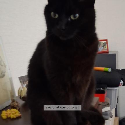 Foto 1/1 Namour Chat perdido en Montreal de l aude