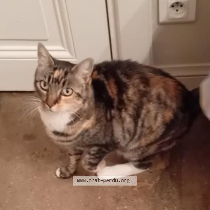 Foto 1/1 Gato encontrado Encontrado en Le fesq mas de londres