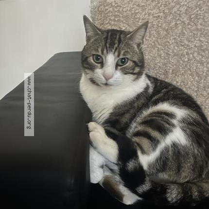 Foto 1/1 Bibiche Chat perdido en La chapelle saint mesmin