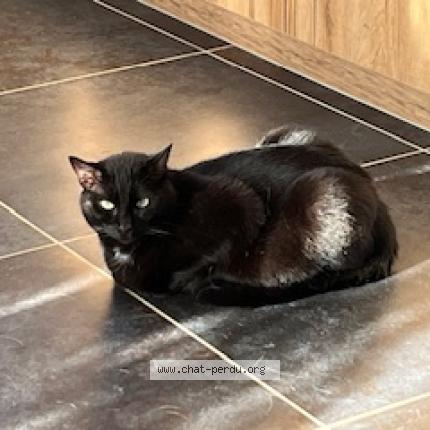 Foto 1/1 Willo Chat perdido en Vannes sur cosson