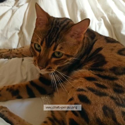 Foto 1/1 Krishna Chat perdido en Marseille