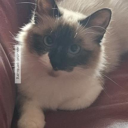 Foto 1/1 Brume Chat perdido en Montech