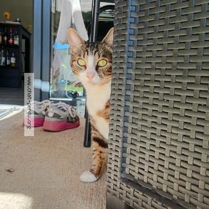 Foto 1/1 Safi Chat perdido en Sainte bazeille