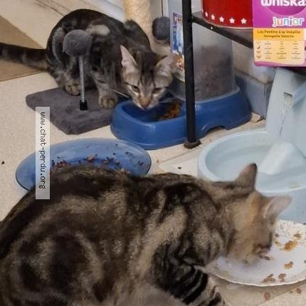 Foto 1/1 Arthur Chat perdido en Mallemort