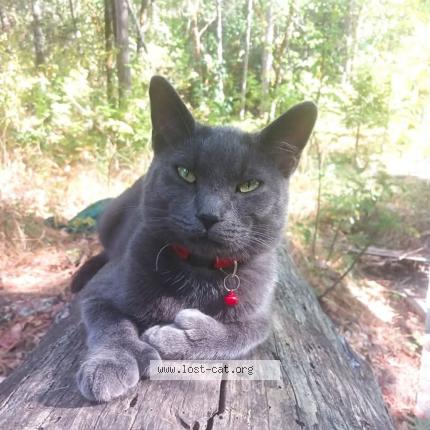 Foto 1/1 Ignatious Chat perdido en Grants pass