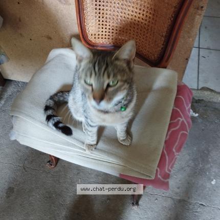 Foto 1/1 Tigrou Chat perdido en Bussiere st georges