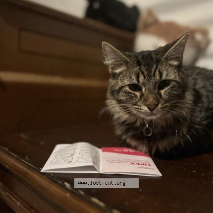 Foto 1/1 Fluffy Chat perdido en Frankfort