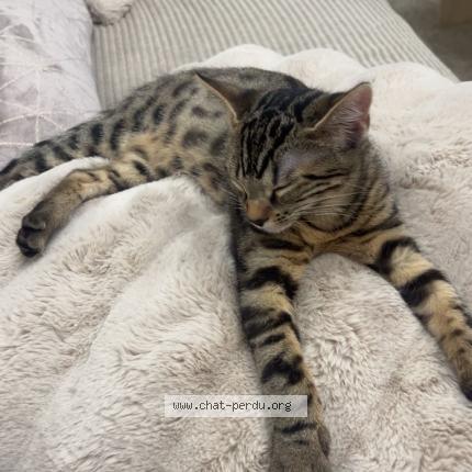 Foto 1/1 Mimi Chat perdido en Champigny sur marne