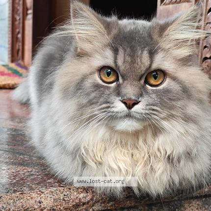 Foto 1/1 Tusky Chat perdido en Udupi