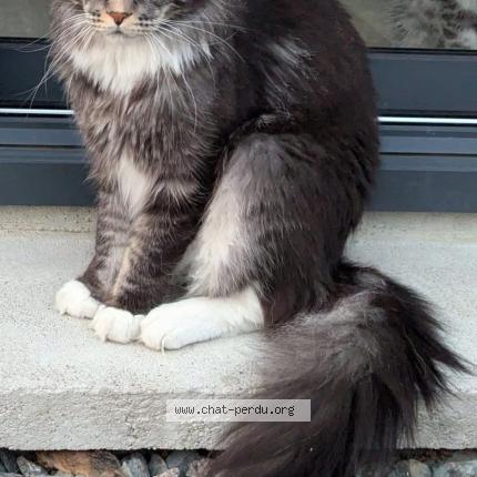 Foto 1/1 Chaussette Chat perdido en Luigne