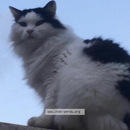 Foto 1/1 Douce Chat perdido en Nimes