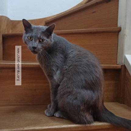 Foto 1/1 Chronos Chat perdido en Vendres