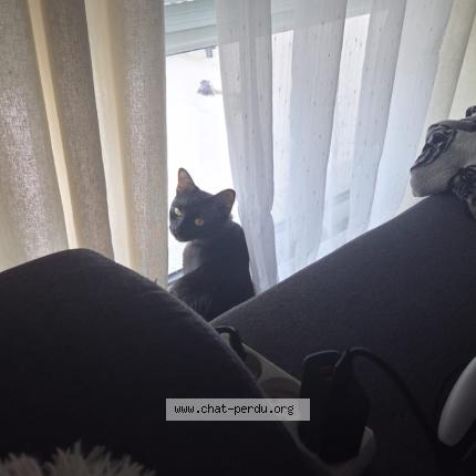 Foto 1/1 Maki Chat perdido en Saint savin