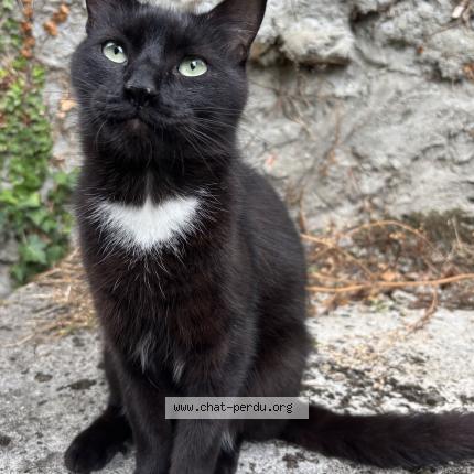 Foto 1/1 KROKMOU Chat perdido en Puilboreau