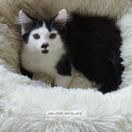 Foto 1/1 FIGARO Chat perdido en Thiviers