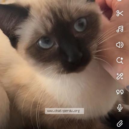 Foto 1/1 Lana Chat perdido en Toulouse