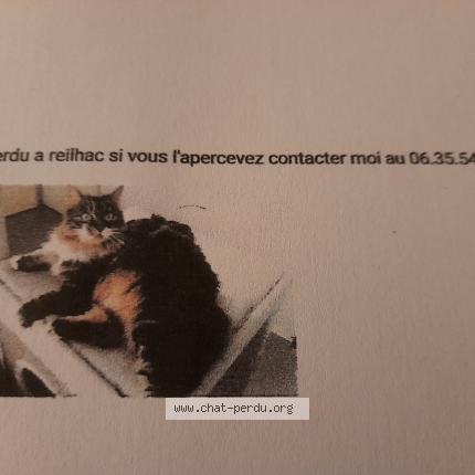 Foto 1/1 Lou Chat perdido en Reilhac