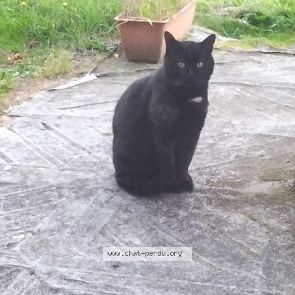 Foto 1/1 Gato encontrado Encontrado en Thoury