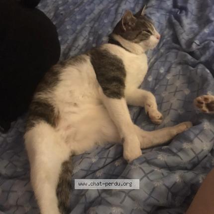 Foto 1/1 Junior Chat perdido en Champignelles