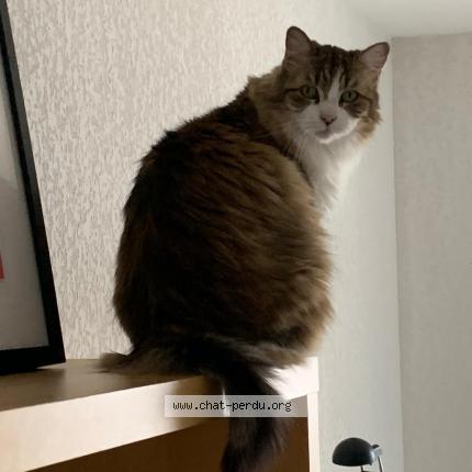 Foto 1/1 Mouchou Chat perdido en Castelnau le lez