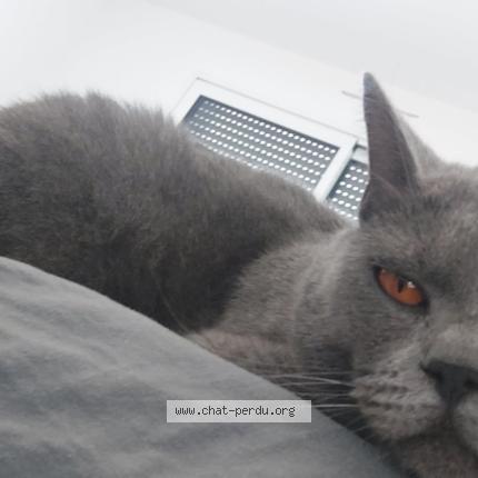 Foto 1/1 Gouni Chat perdido en Plouasne