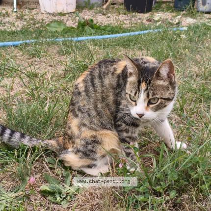 Foto 1/1 Symphonie Chat perdido en Rouille