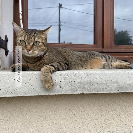 Foto 1/2 Rio Chat perdido en Saint agnant de versillat