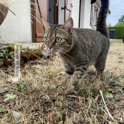 Foto 2/2 Rio Chat perdido en Saint agnant de versillat