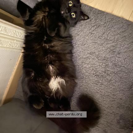 Foto 1/1 Mokate Chat perdido en Strasbourg