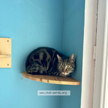 Foto 1/1 Gaïa Chat perdido en Nampont saint martin