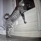 Foto de gato encontrado en Montigny Le Bretonneux