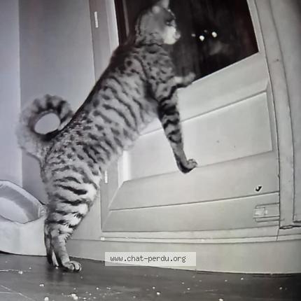 Foto 1/2 Gato encontrado Encontrado en Montigny le bretonneux