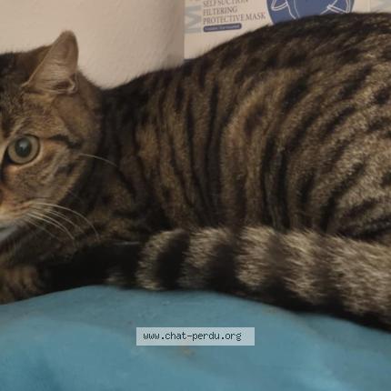 Foto 2/2 Gato encontrado Encontrado en Montigny le bretonneux