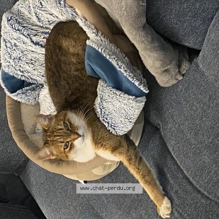 Foto 1/1 Canelle Chat perdido en Sene