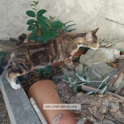 Foto 1/1 Gato encontrado Encontrado en Carcassonne