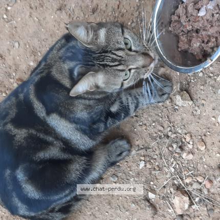 Foto 1/1 Gato encontrado Encontrado en Montpellier