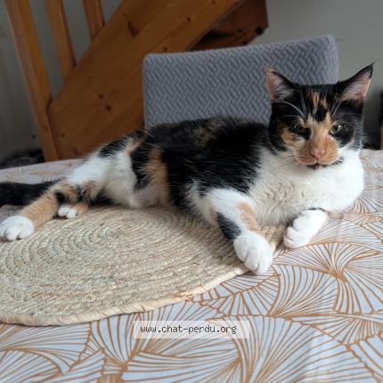 Foto 1/1 Evie Chat perdido en Les ponts de ce