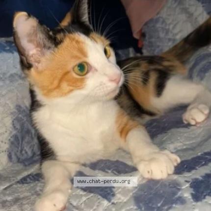 Foto 1/1 Sierrah Chat perdido en Nice