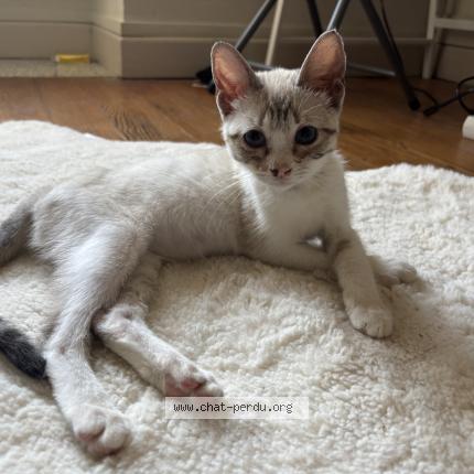 Foto 1/1 Milo Chat perdido en Alaigne