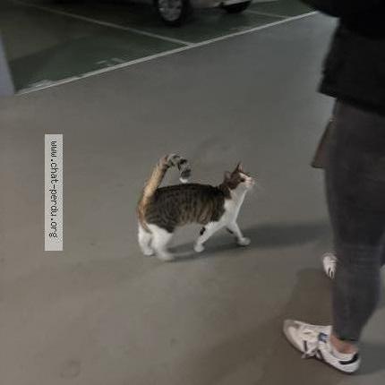 Foto 1/5 Gato encontrado Encontrado en Boulogne billancourt